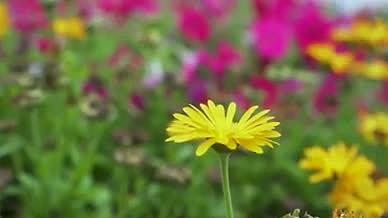 小花黄花野花植物自然视频的预览图